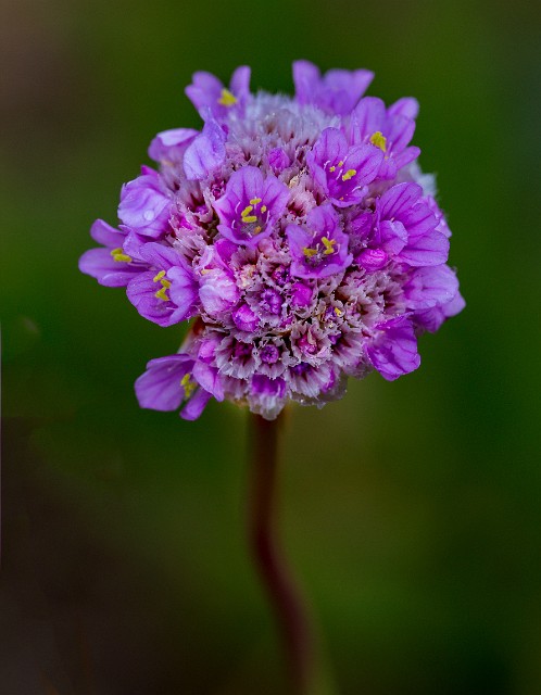 Armeria maritima - Sea Thrift 16-9631a.jpg